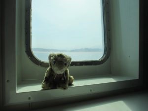 Cat on ferry